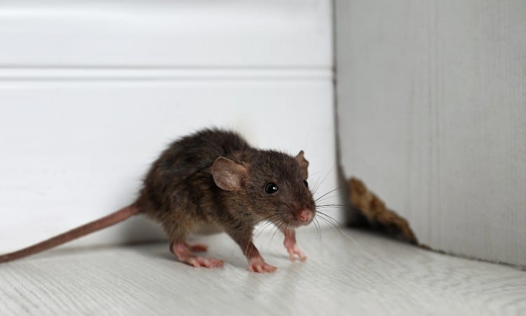 How To Get Rid Of Rats In Walls