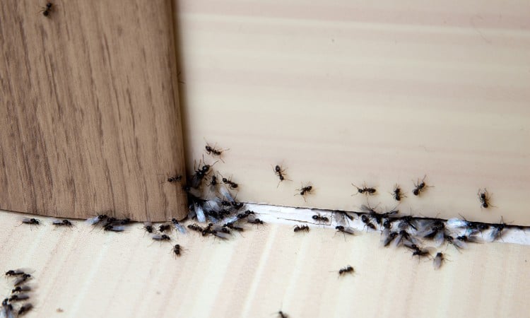 How to Get Rid of Ants in Apartment