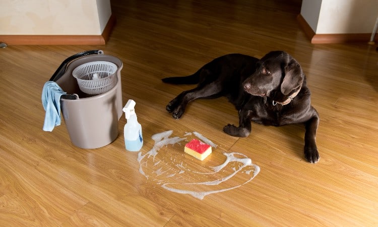 How to Remove Black Pet Urine Stains