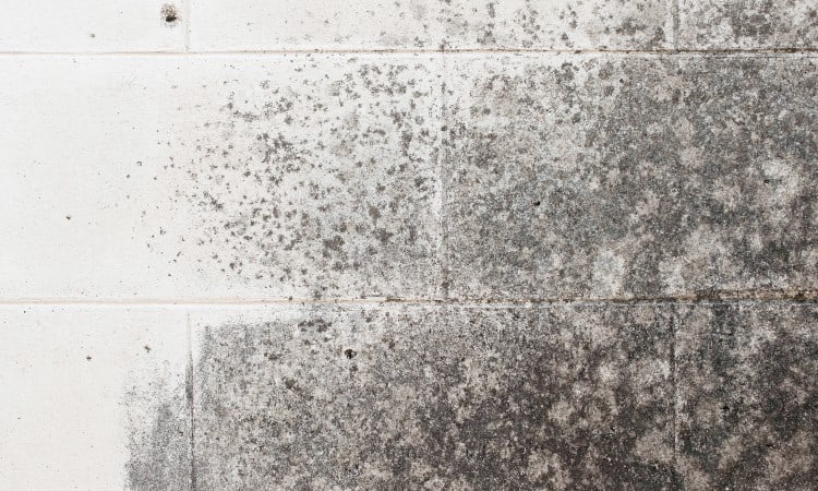 How to remove Mold from Concrete Block Walls