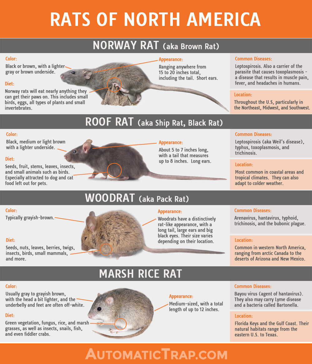 Rats of North America